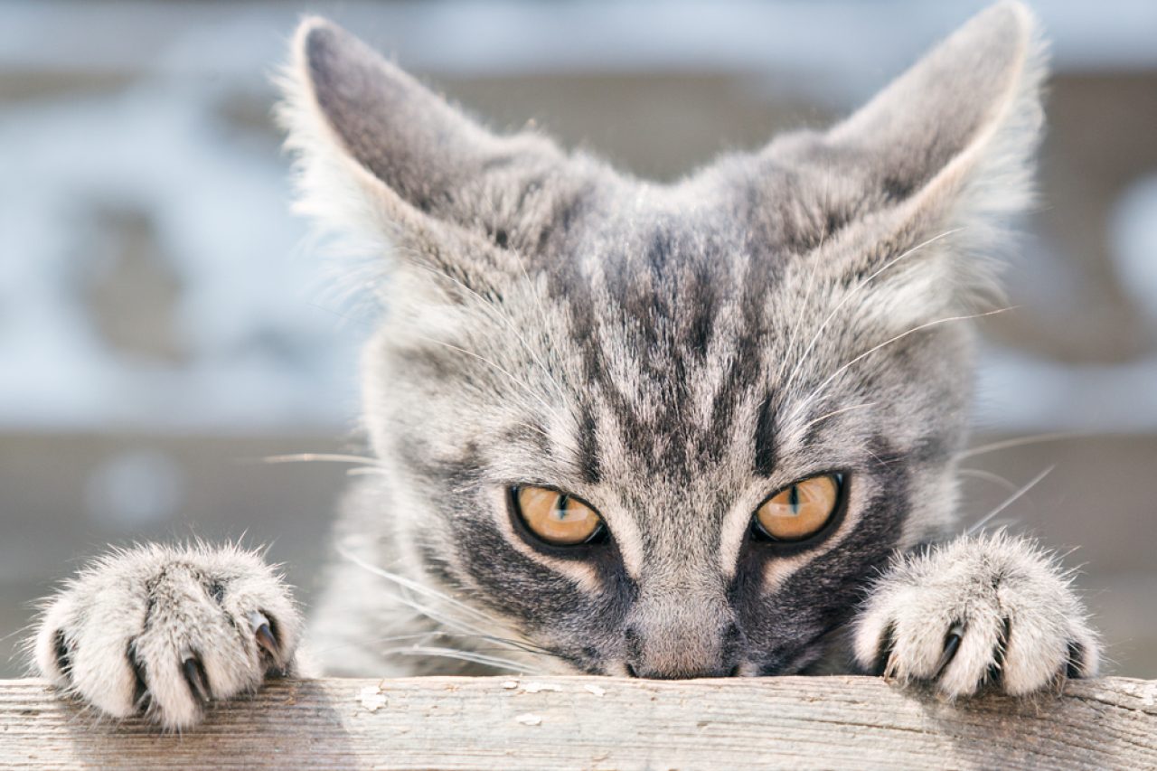 Can A Cat Be Bipolar? Here's What You Should Know