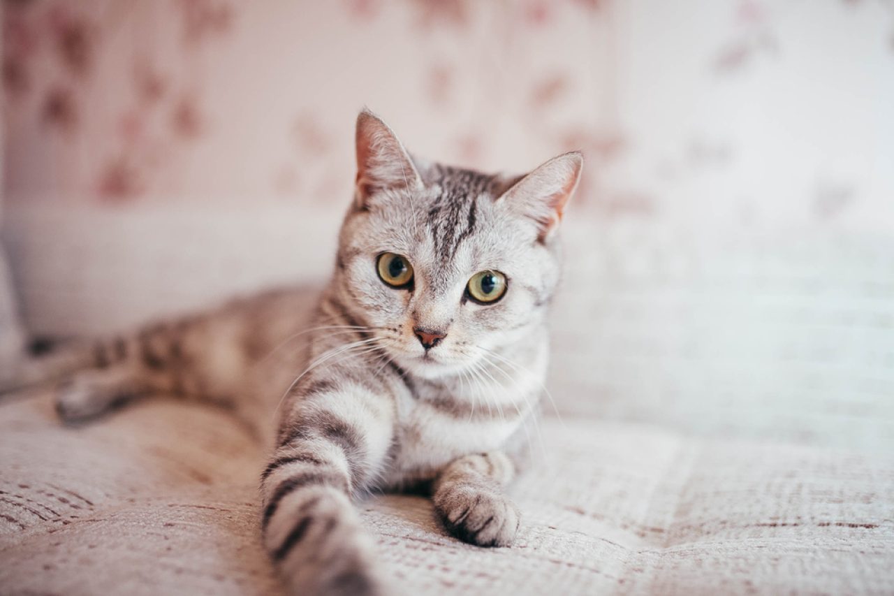 Can A Cat Be Bipolar? Here's What You Should Know