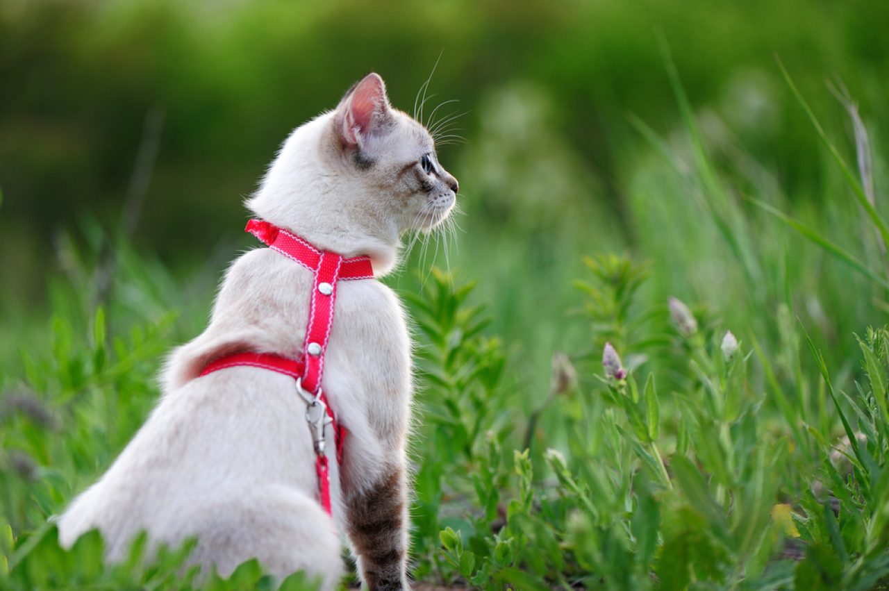 Kediler Köpek Islıklarını Duyabilir mi? Pati Kullanılabilir mi?