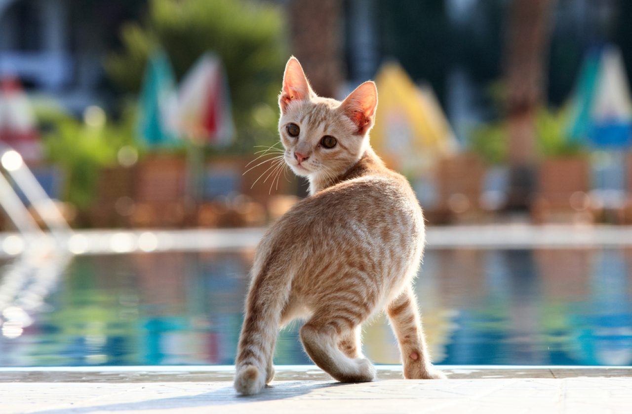 Can Cats Swim? Are They Natural Cathletes?