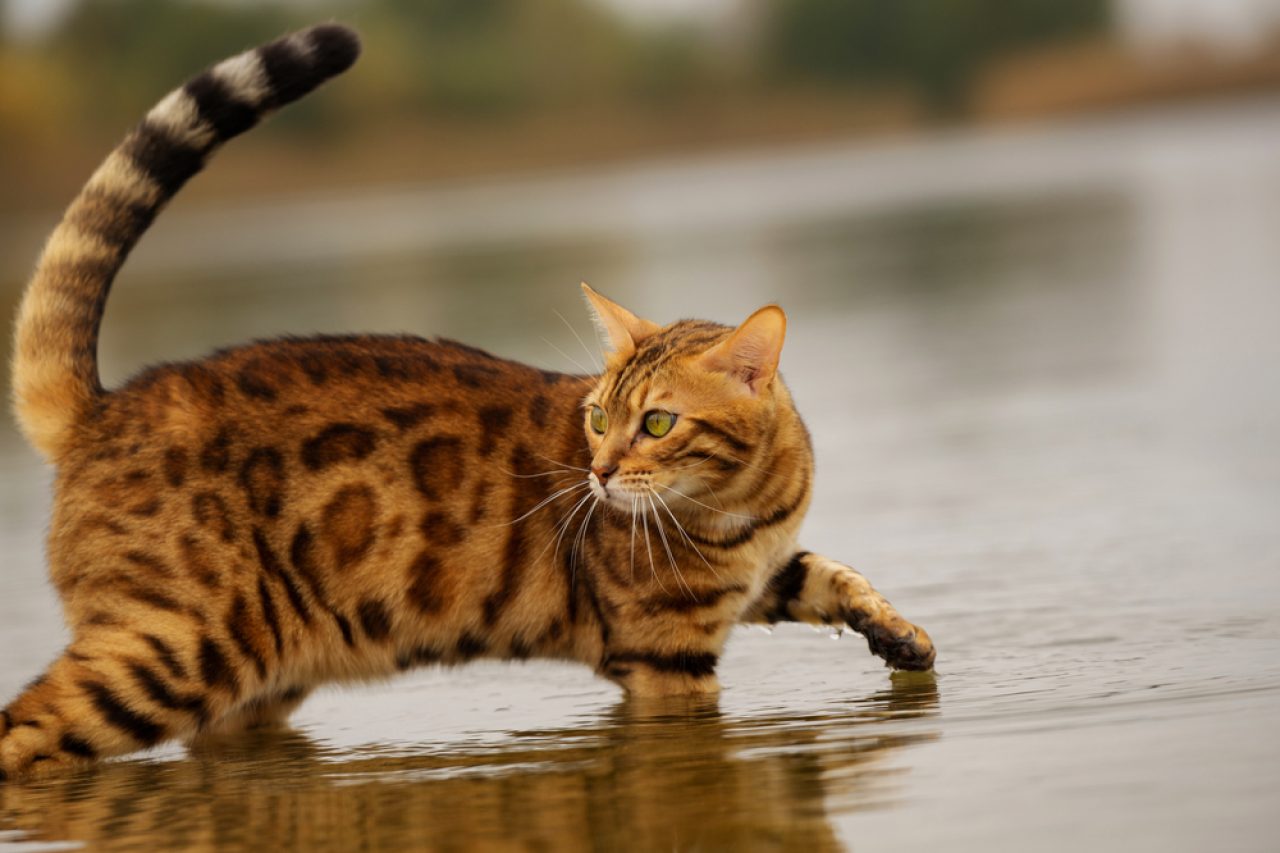 Can Cats Swim? Are They Natural Cathletes?