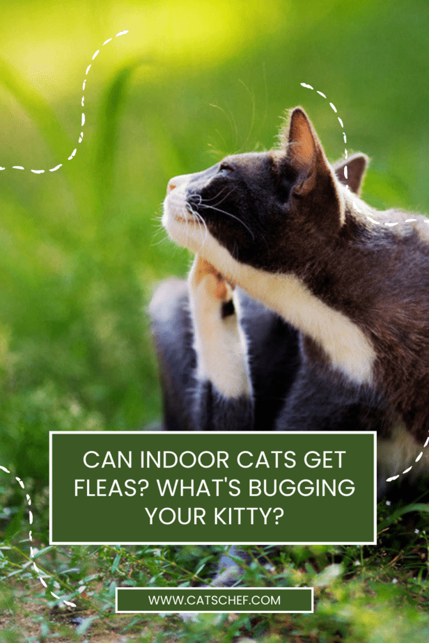 Kapalı Alan Kedileri Pire Kapabilir mi? Kedinizi Rahatsız Eden Ne?