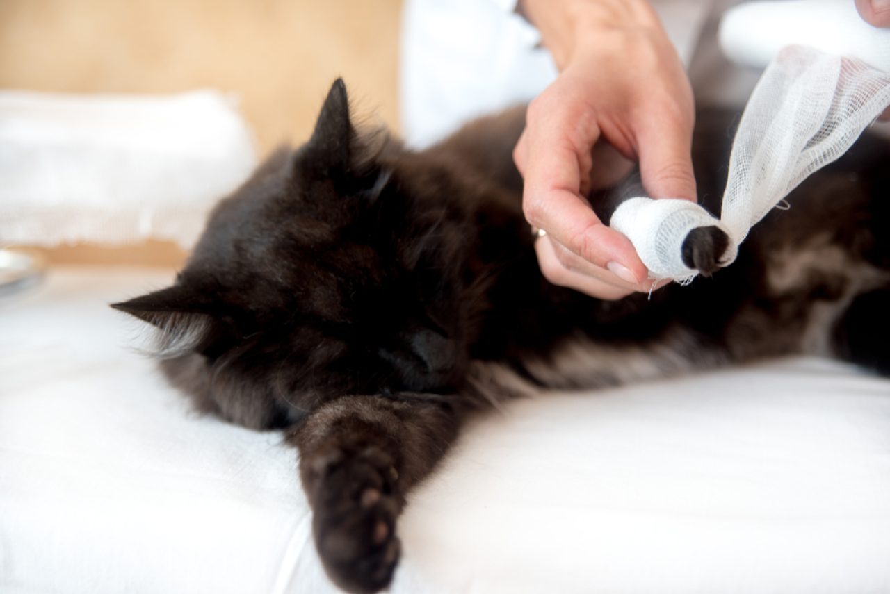 Cat Broken Toe: 3 Things You Can Do To Help Your Fluff