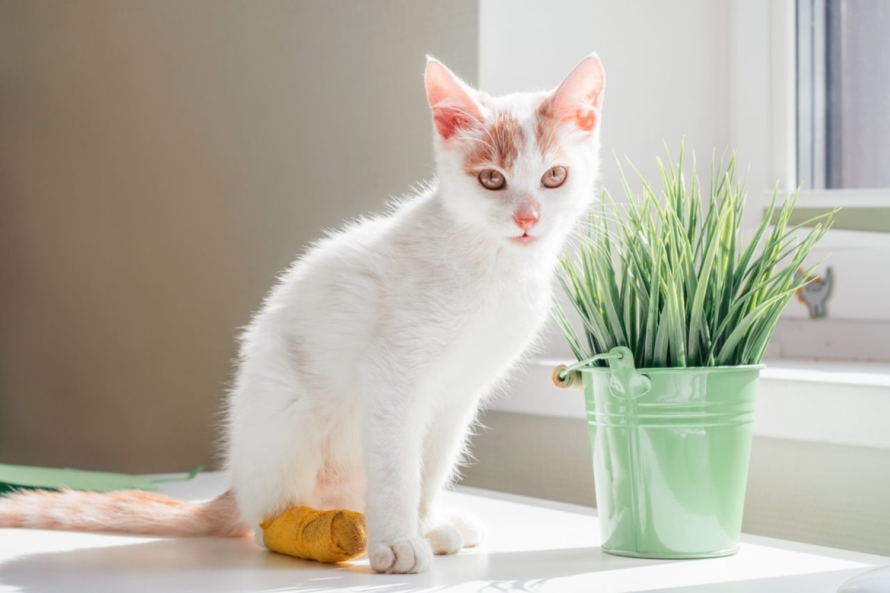Kedi Kırık Ayak Parmağı: Tüylerinize Yardım Etmek İçin Yapabileceğiniz 3 Şey