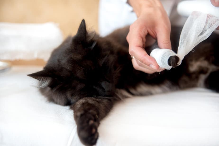 Cat Broken Toe 3 Things You Can Do To Help Your Fluff