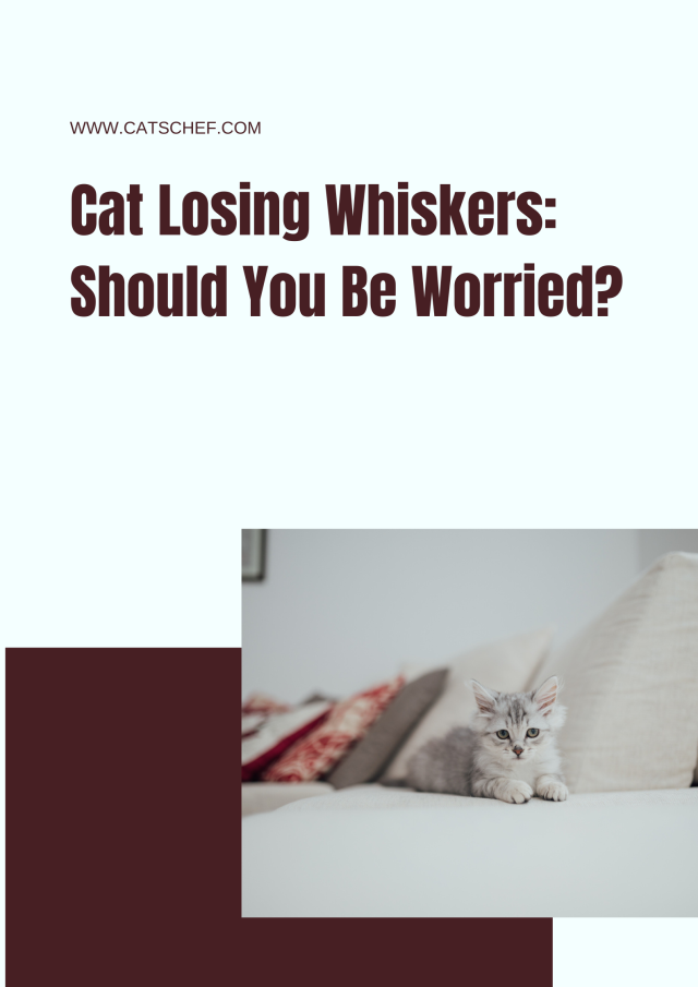 Cat Losing Whiskers Should You Be Worried?