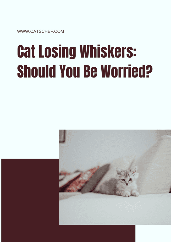 Kedi Bıyıklarını Kaybediyor: Endişelenmeli misiniz?