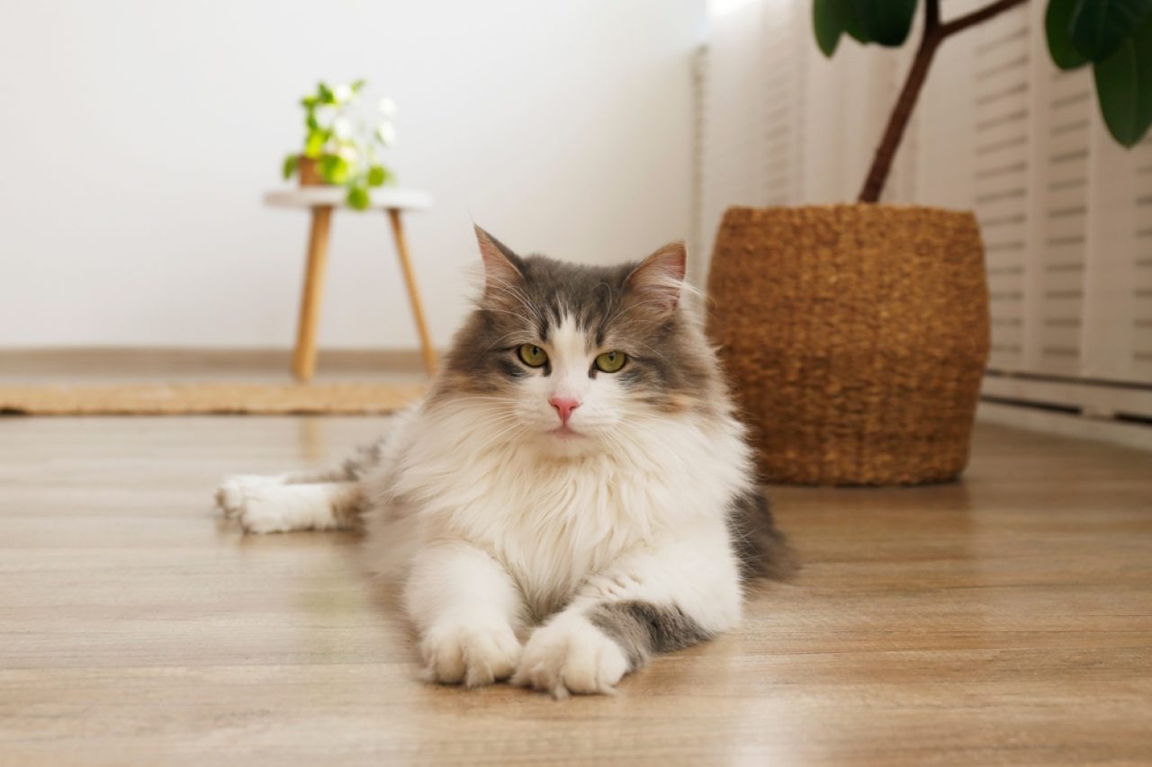 Cat Sitting Positions: What Do They Mean?