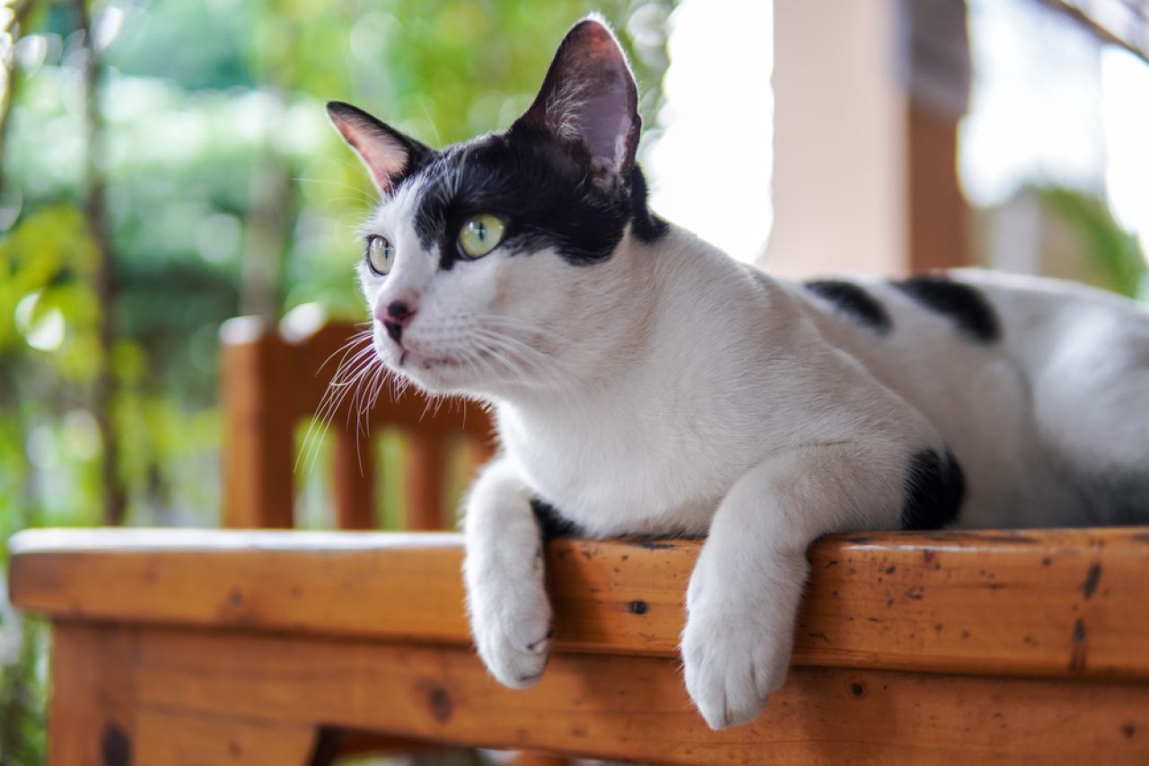 Cat Sitting Positions: What Do They Mean?