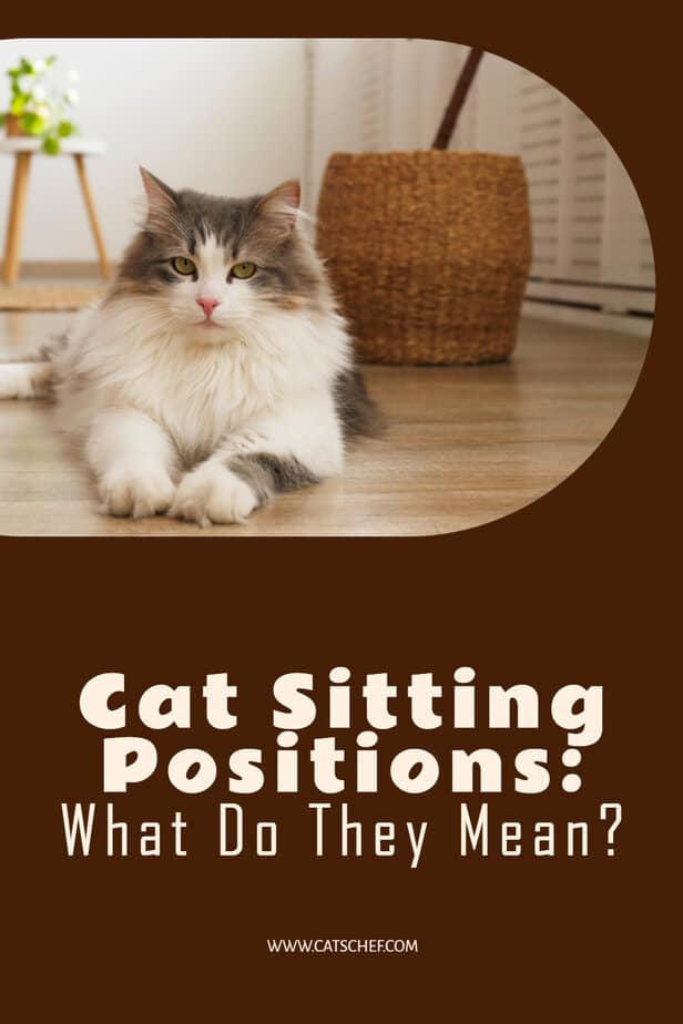 Kedi Oturma Pozisyonları: Bunlar Ne Anlama Geliyor?