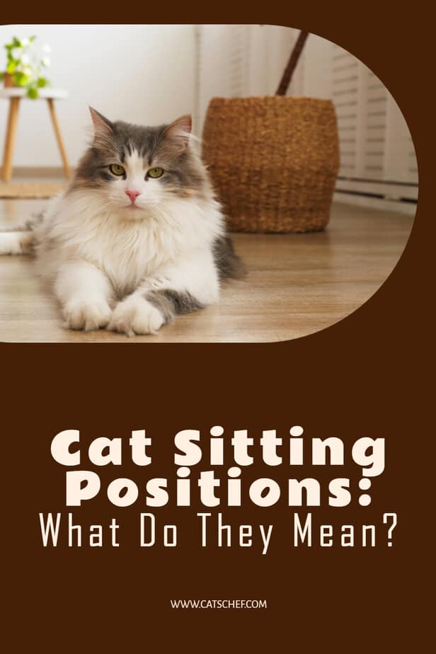 Cat Sitting Positions What Do They Mean?