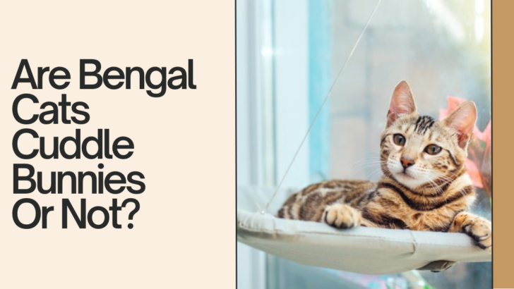 Do Bengal Cats Like To Cuddle? Cuddle Bunnies Or Not?