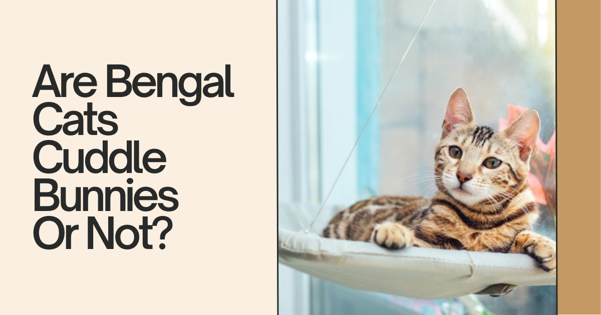 Do Bengal Cats Like To Cuddle? Cuddle Bunnies Or Not?