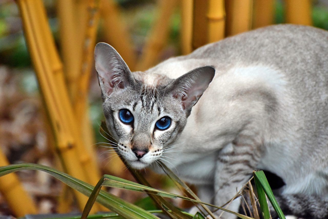 Tasarımcı Kedi Irkları: Süslü Kedi Dostları (Resimlerle)