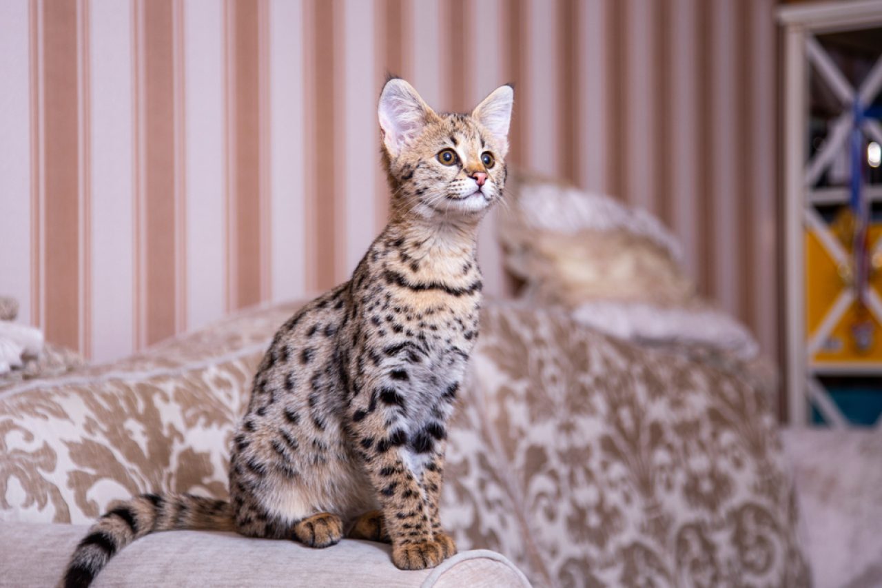 Designer Cat Breeds: Fancy Feline Companions (With Pictures)