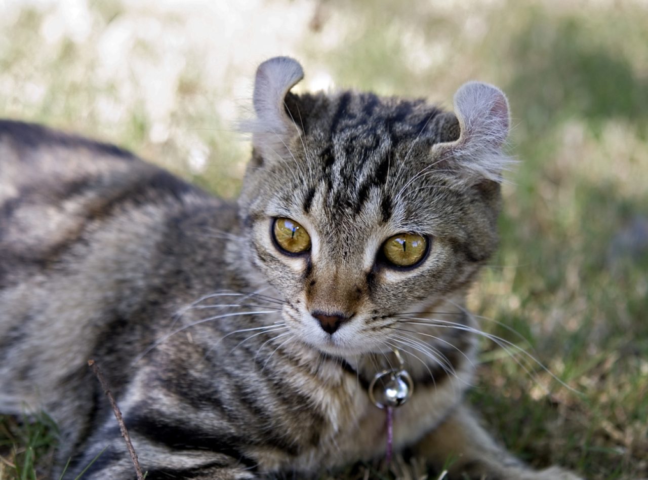 Tasarımcı Kedi Irkları: Süslü Kedi Dostları (Resimlerle)