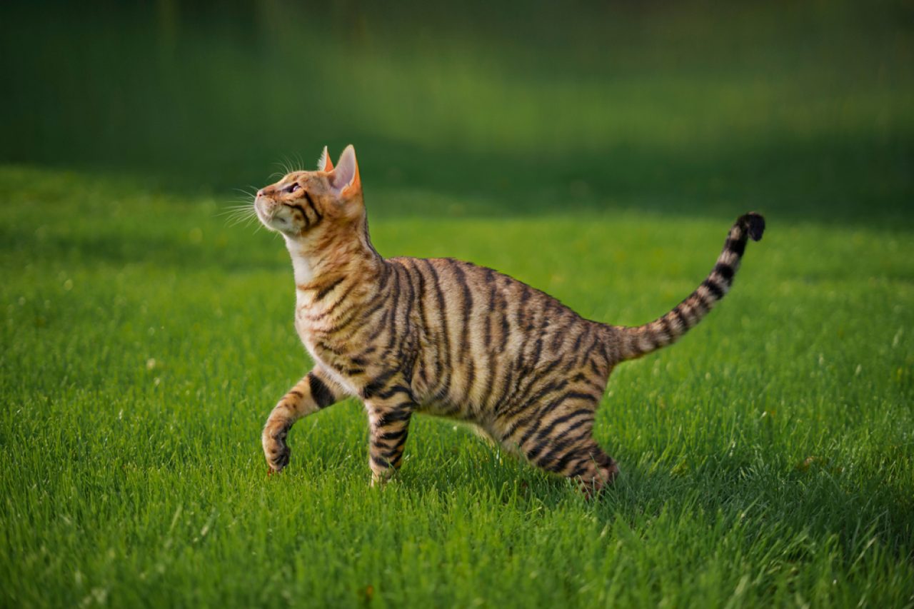 Designer Cat Breeds: Fancy Feline Companions (With Pictures)