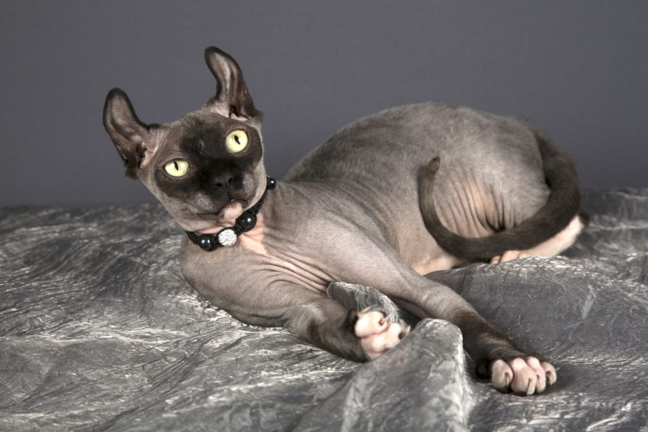 Designer Cat Breeds: Fancy Feline Companions (With Pictures)