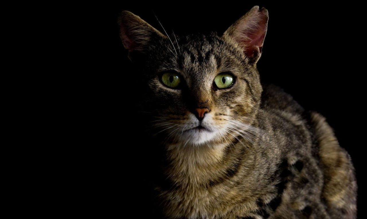 Kedi Sahibi Olmanın Dezavantajları: 14 Olası Eksi