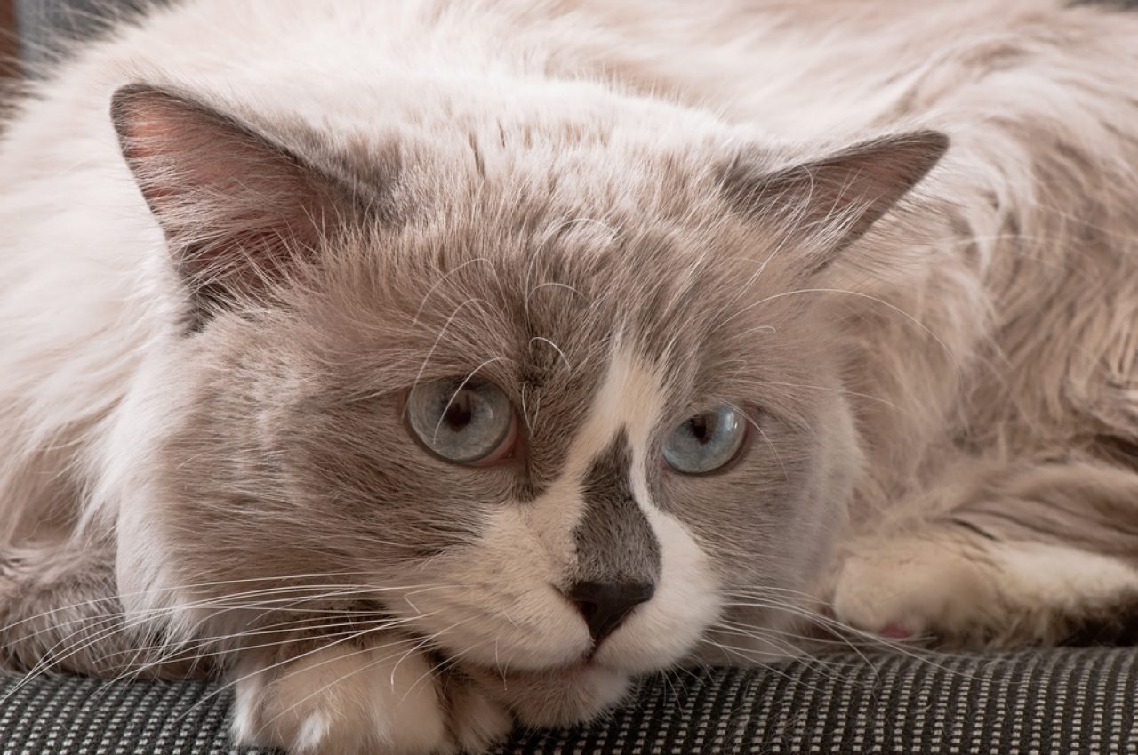 Do All Ragdolls Have Blue Eyes? The Secret Of Piercing Blue