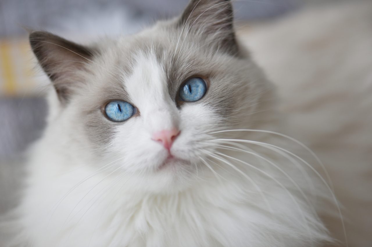 Bütün Ragdoll'ların Gözleri Mavi midir? Piercing Mavisinin Sırrı