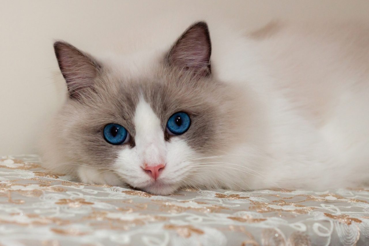 Do All Ragdolls Have Blue Eyes? The Secret Of Piercing Blue