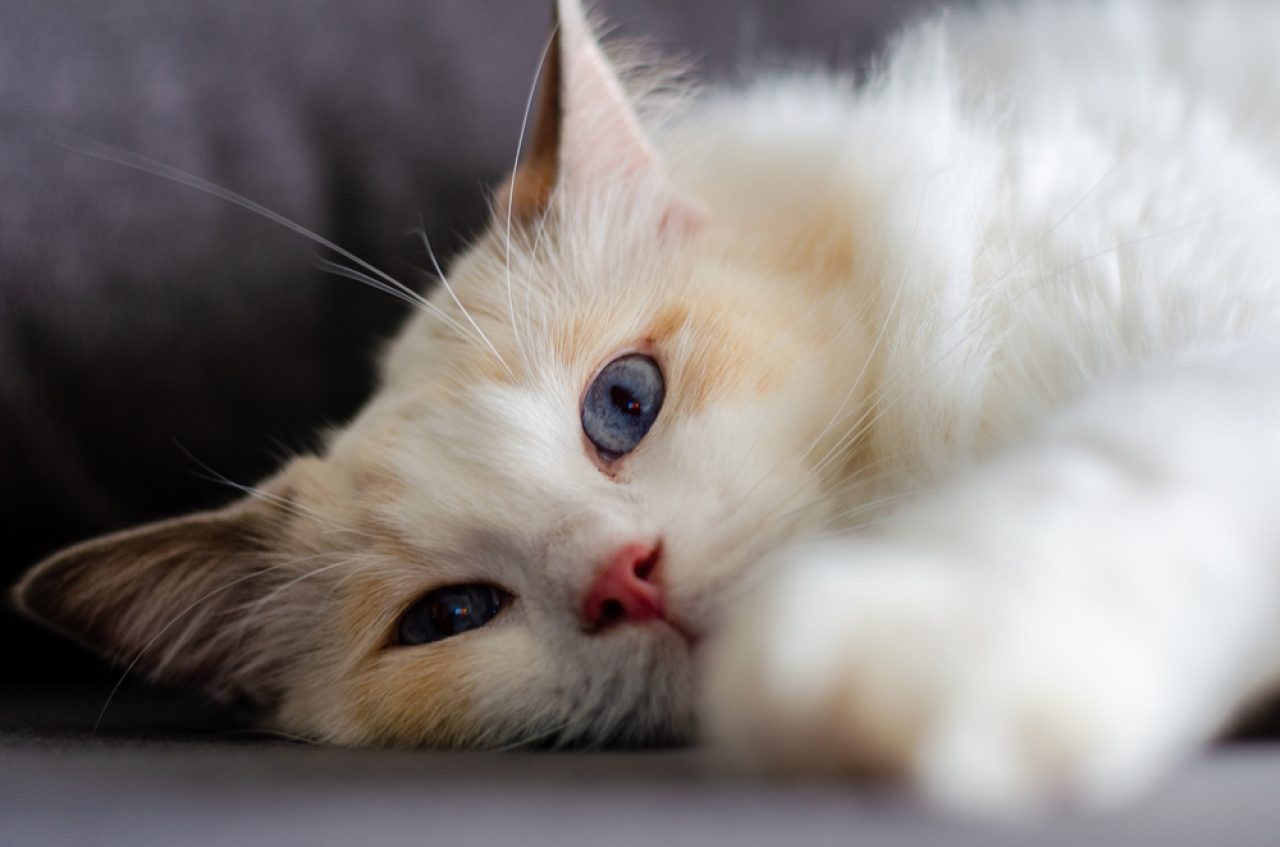 Do All Ragdolls Have Blue Eyes? The Secret Of Piercing Blue