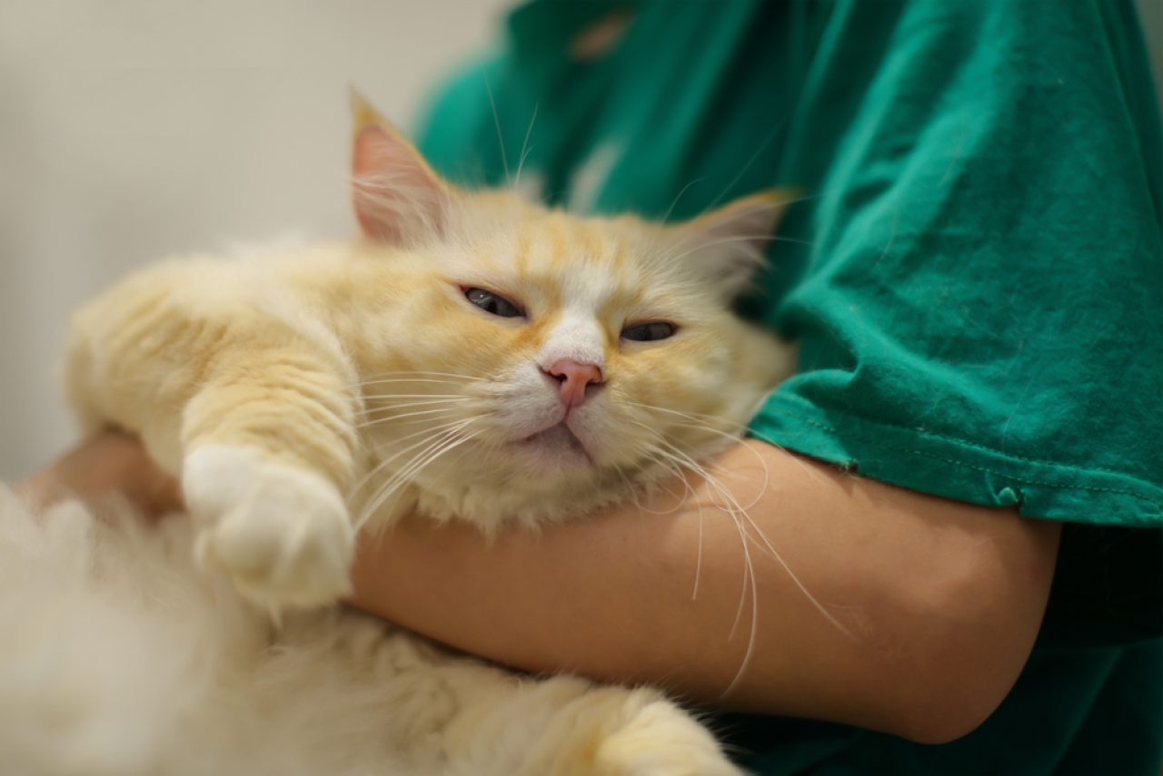 Do All Ragdolls Have Blue Eyes? The Secret Of Piercing Blue