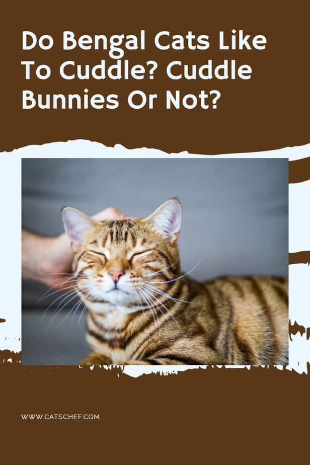 Do Bengal Cats Like To Cuddle? Cuddle Bunnies Or Not?