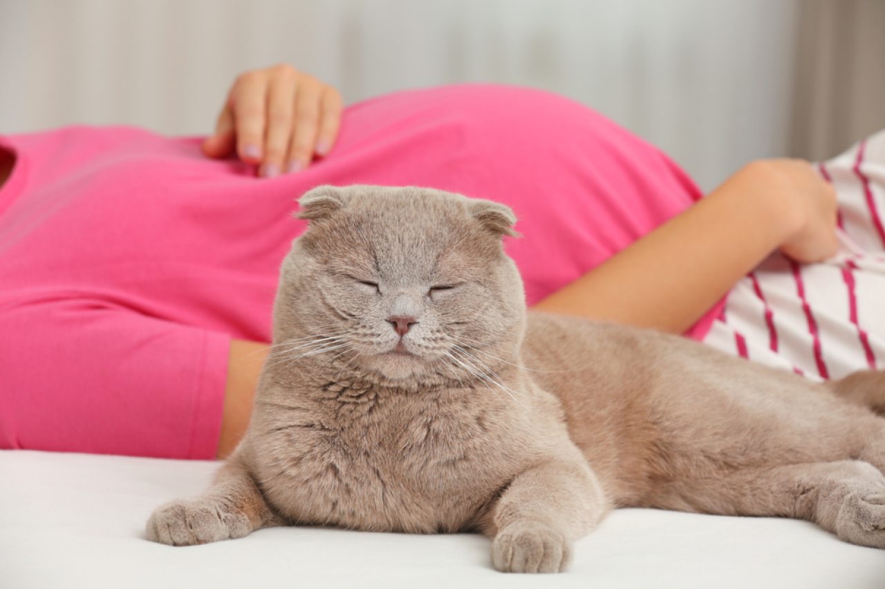 Do Cats Get Clingy When You're Pregnant? Can They Sense It?