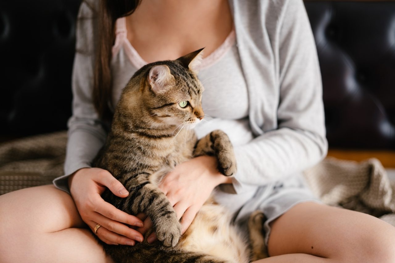 Do Cats Get Clingy When You're Pregnant? Can They Sense It?