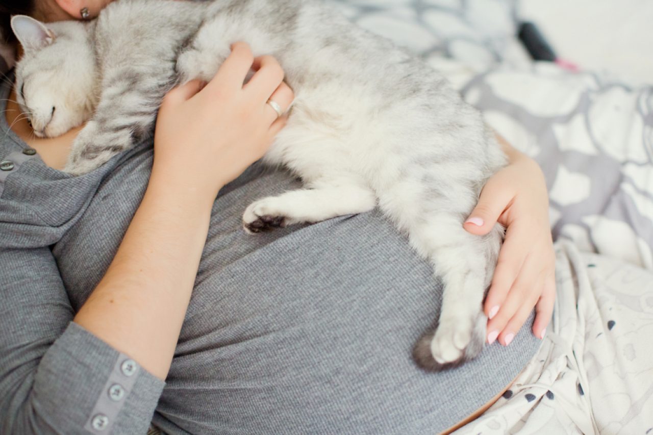 Hamile Olduğunuzda Kediler Size Yapışır mı? Bunu Hissedebilirler mi?
