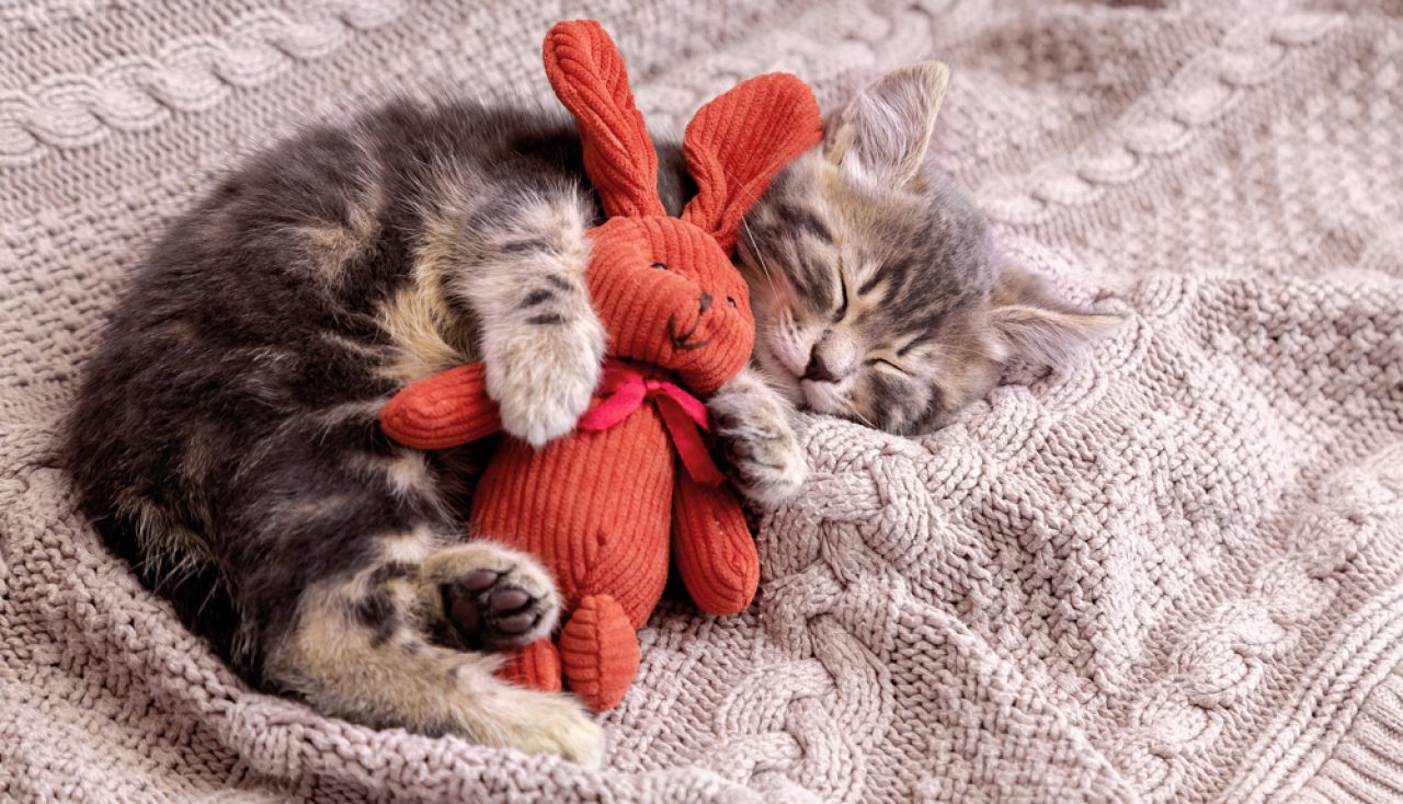 Do Cats Have Nightmares 6 Reasons Behind Bad Dreams