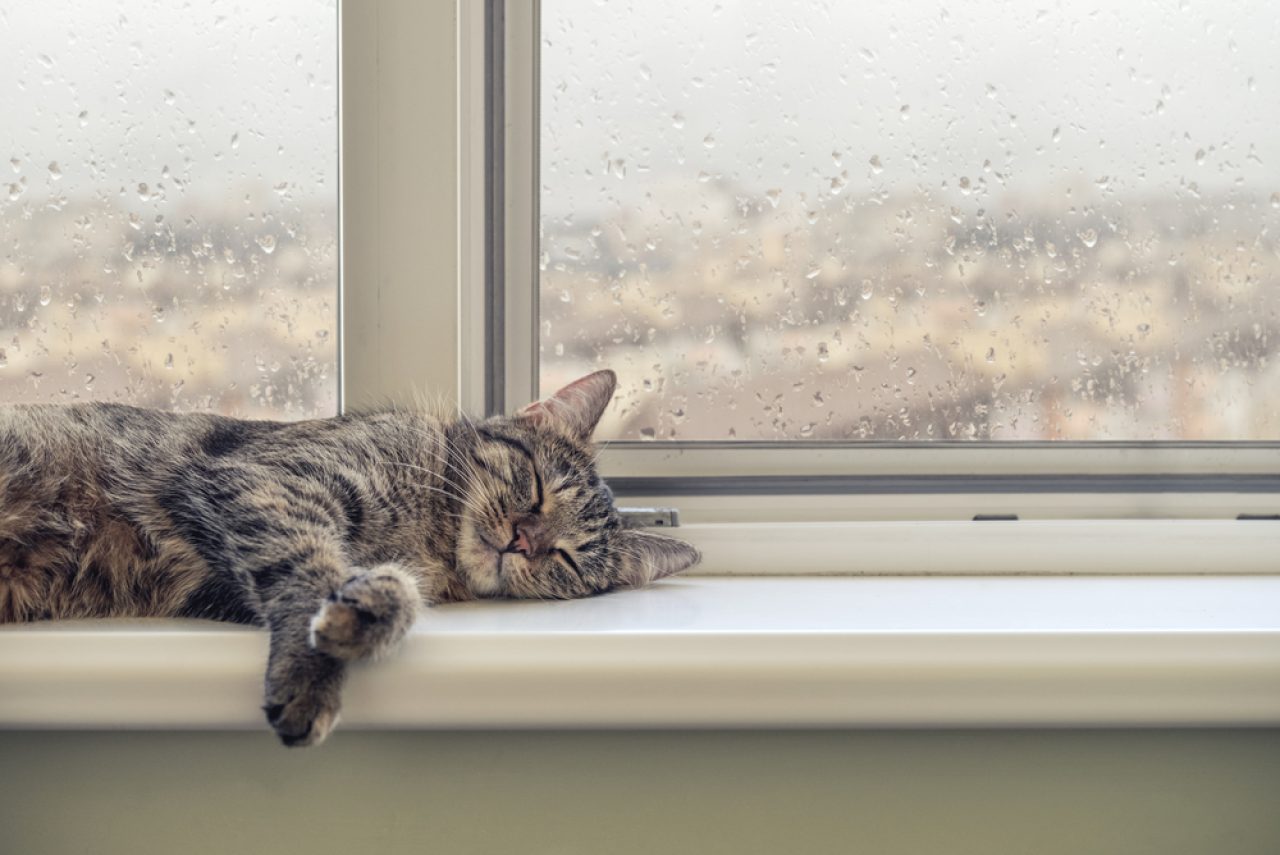 Do Cats Have Nightmares 6 Reasons Behind Bad Dreams