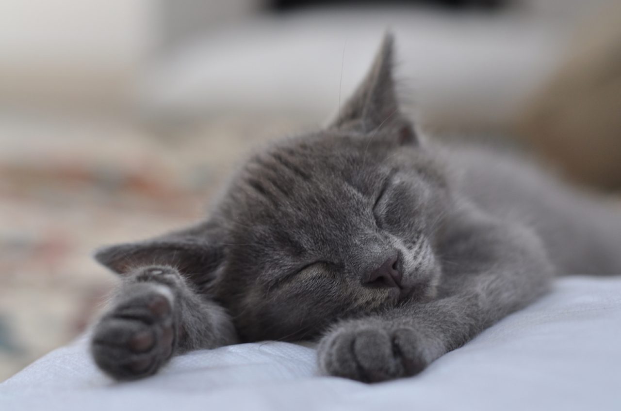 Do Cats Have Nightmares? 6 Reasons Behind Bad Dreams