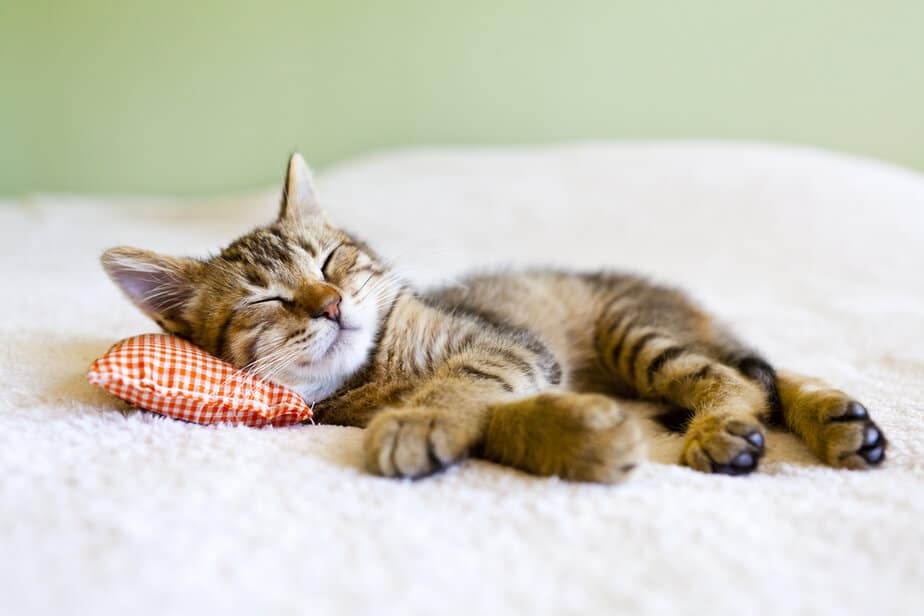 Do Cats Have Nightmares? 6 Reasons Behind Bad Dreams