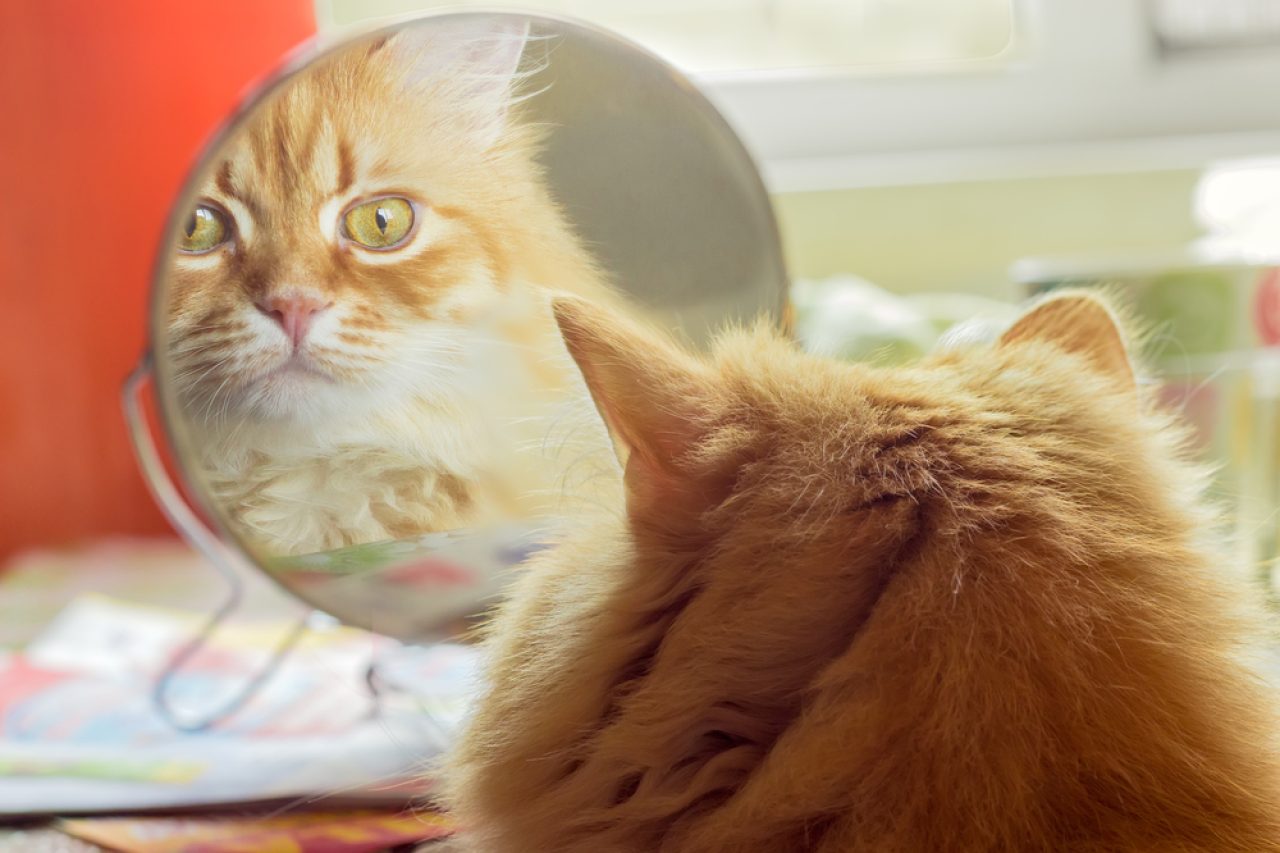 Do Cats Understand Mirrors? What Do They See?