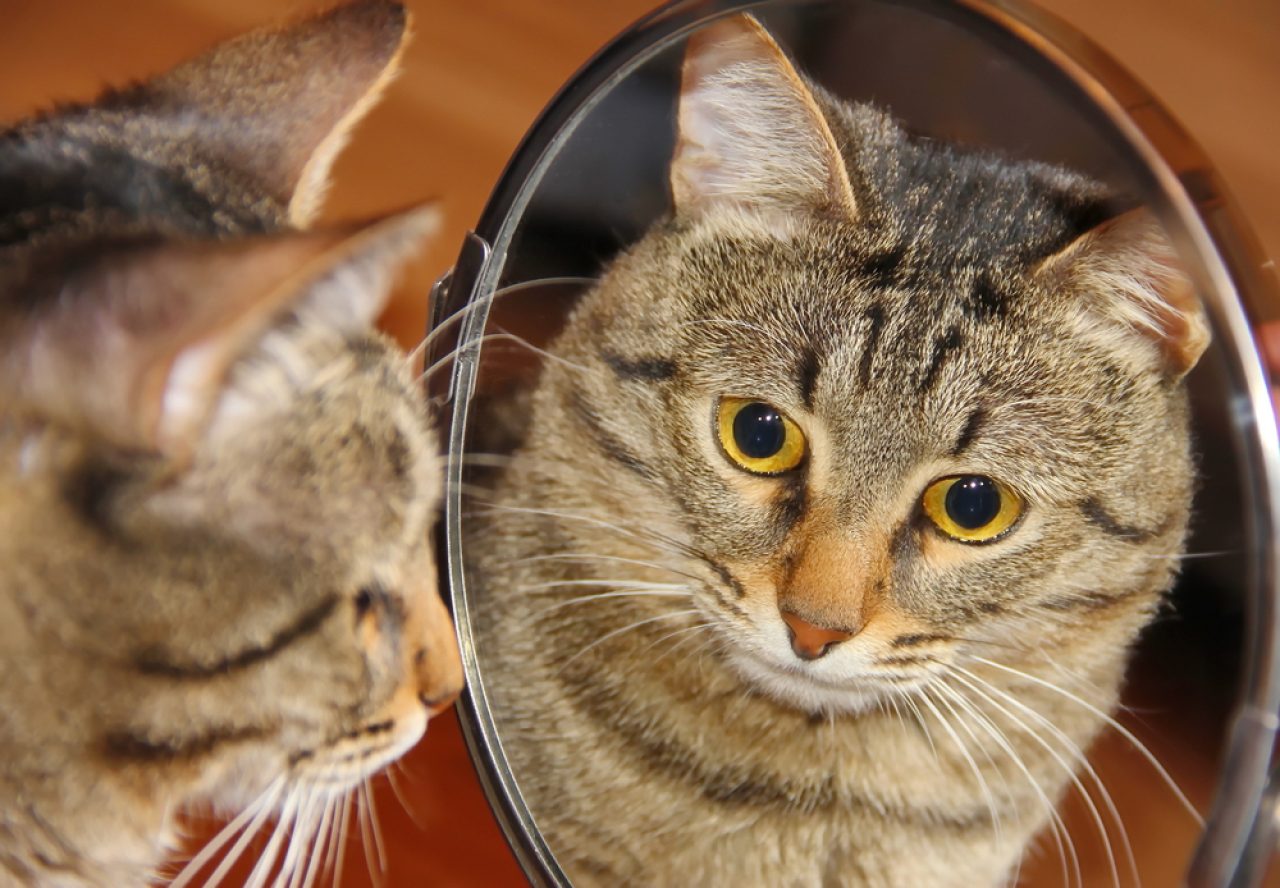 Do Cats Understand Mirrors? What Do They See?