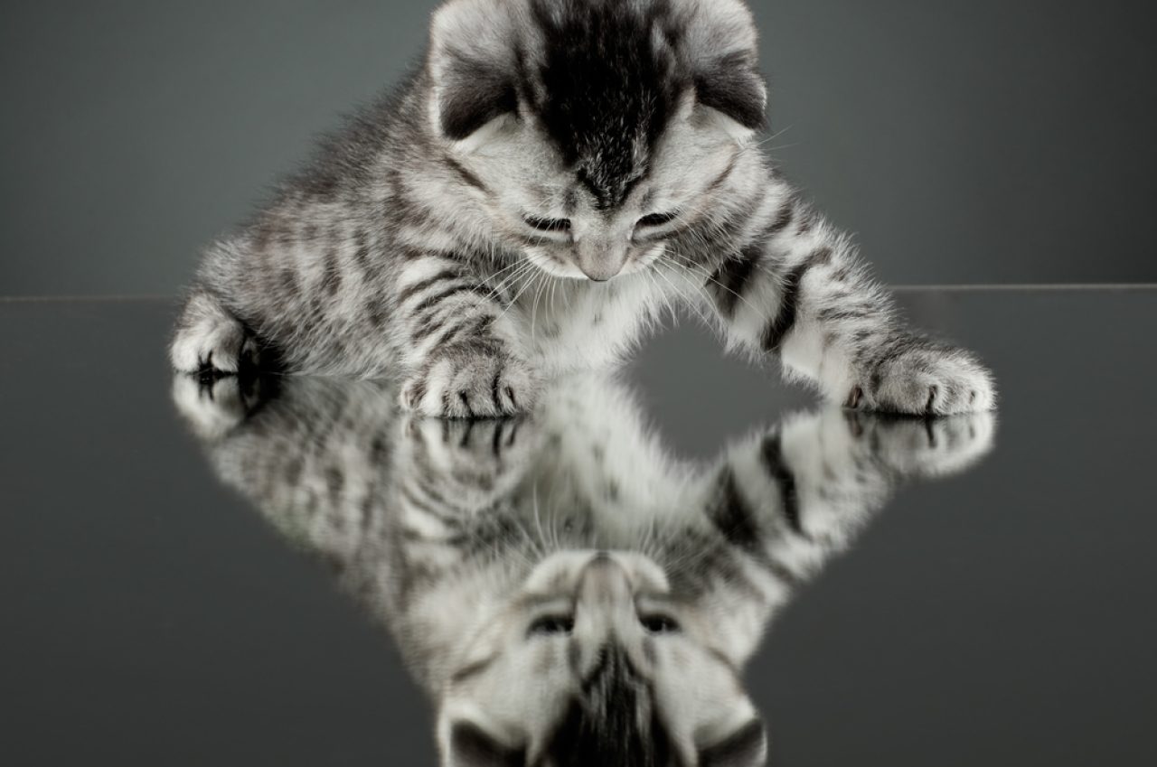 Do Cats Understand Mirrors? What Do They See?