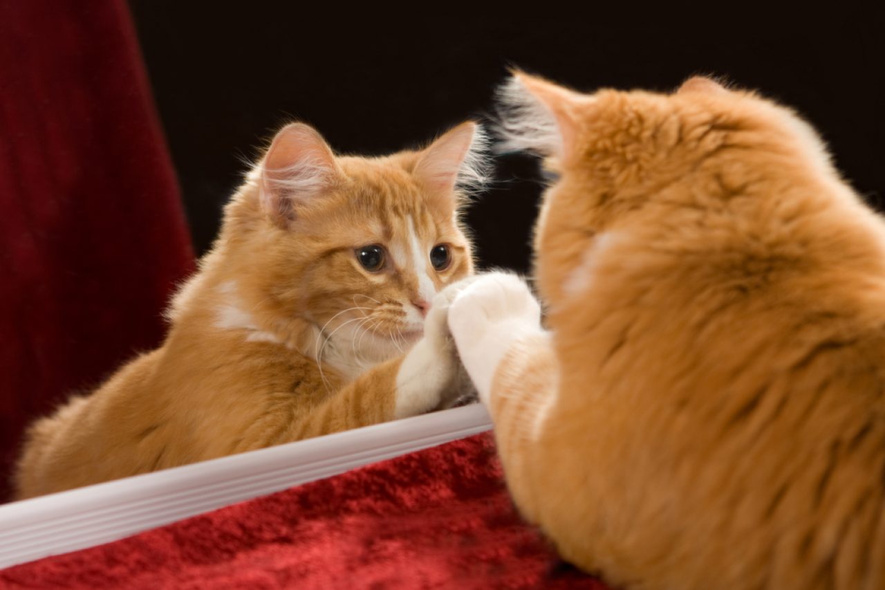 Do Cats Understand Mirrors? What Do They See?