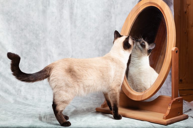 do-cats-understand-mirrors-what-do-they-see