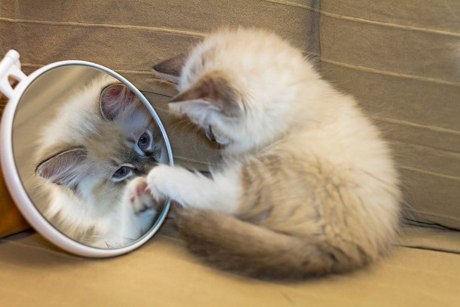 Do Cats Understand Mirrors? What Do They See?