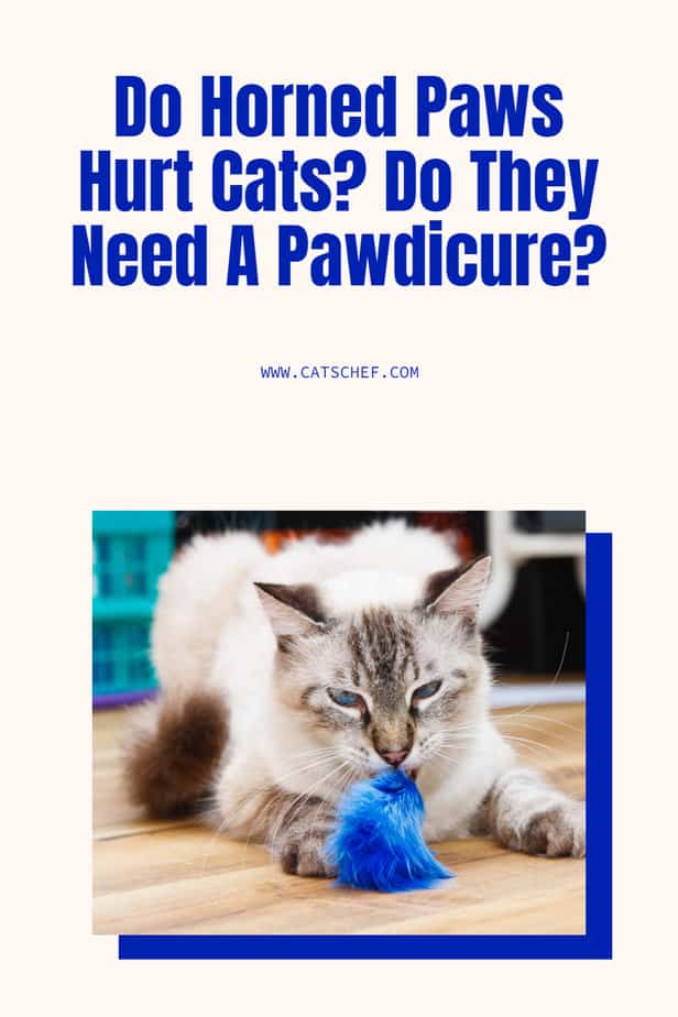 Boynuzlu Patiler Kedilere Zarar Verir mi? Pati Pedikürüne İhtiyaçları Var mı?