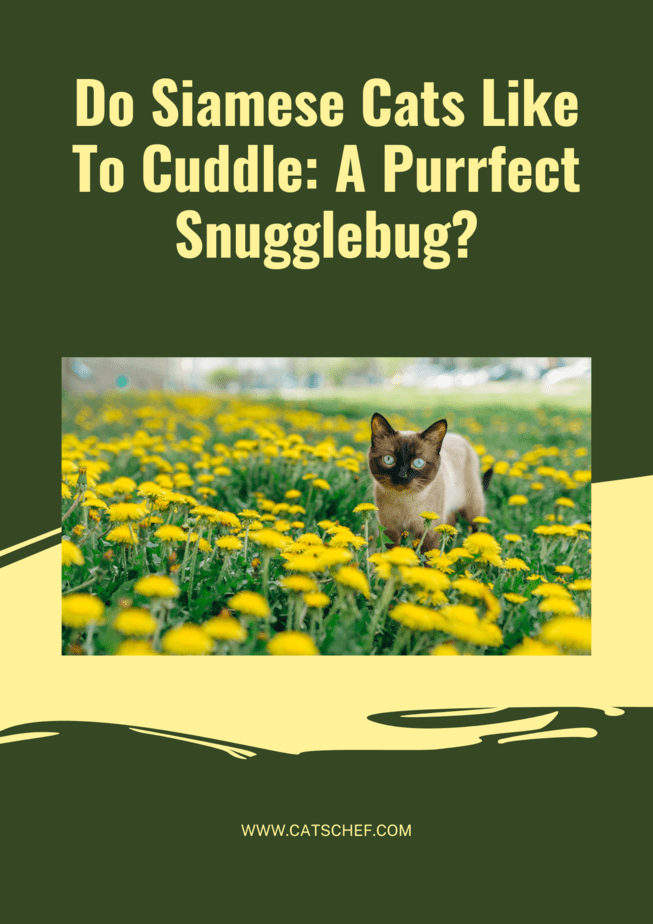 Do Siamese Cats Like To Cuddle: A Purrfect Snugglebug?