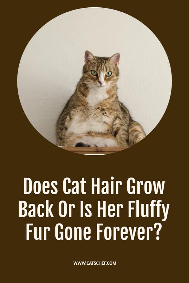 Does Cat Hair Grow Back Or Is Her Fluffy Fur Gone Forever?