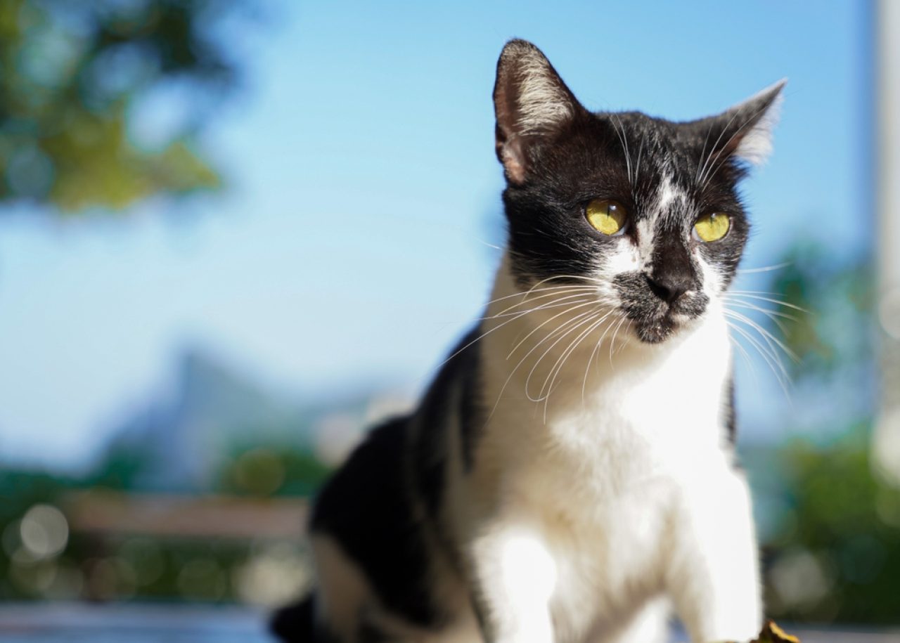 Harlequin Cats Felines With A Unique Pattern