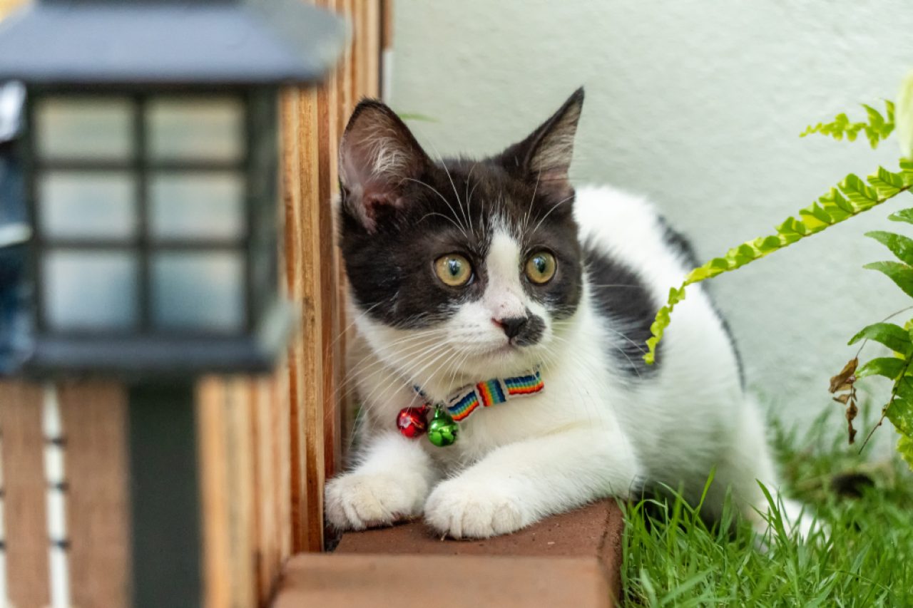 Harlequin Cats: Felines With A Unique Pattern