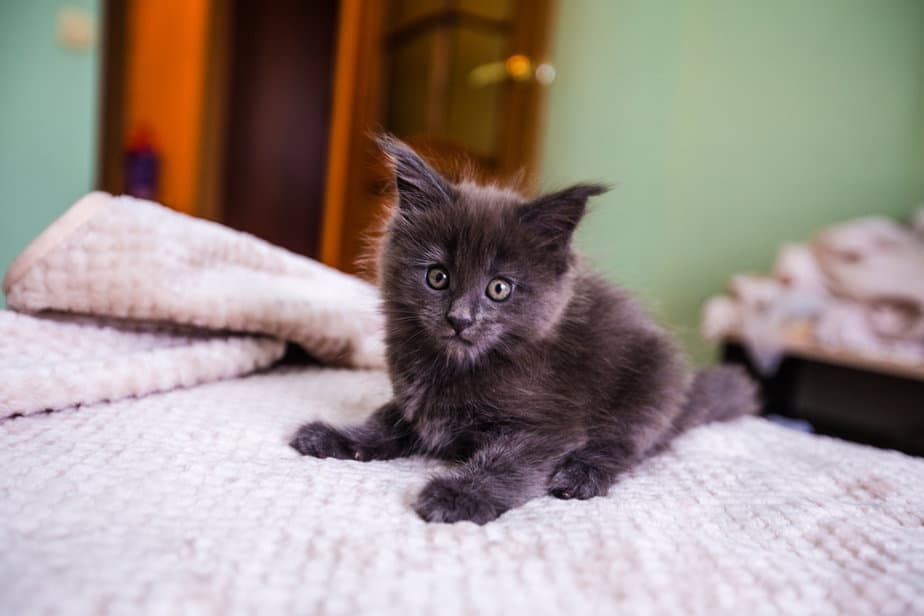 Fever Coat In Cats The ColorChanging Phenomenon