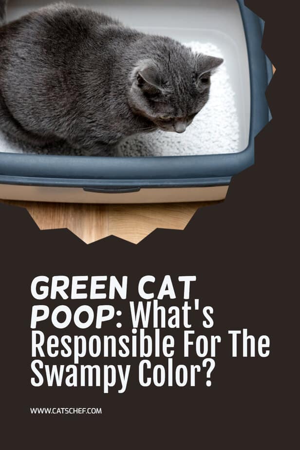 Green Cat Poop: What's Responsible For The Swampy Color?