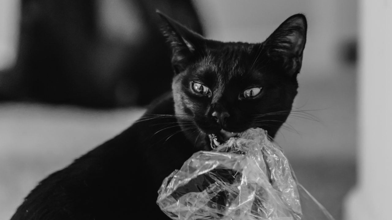 Why Do Cats Like Plastic Bags Unveil Their Peculiar Love